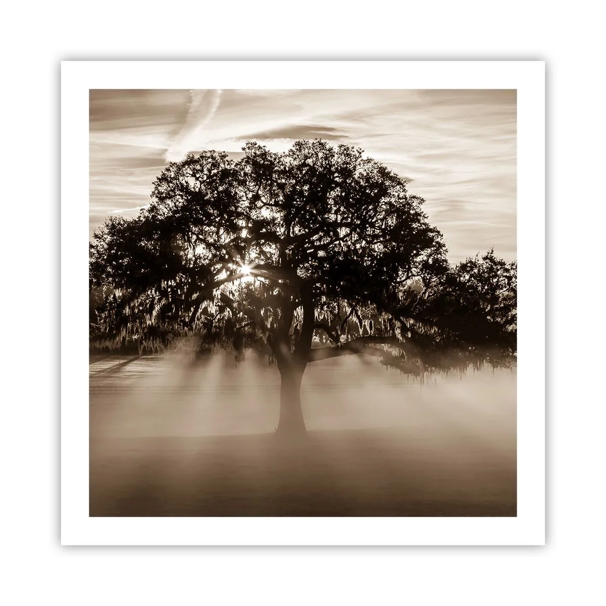 Poster - L'albero delle sole buone notizie - 60x60 cm