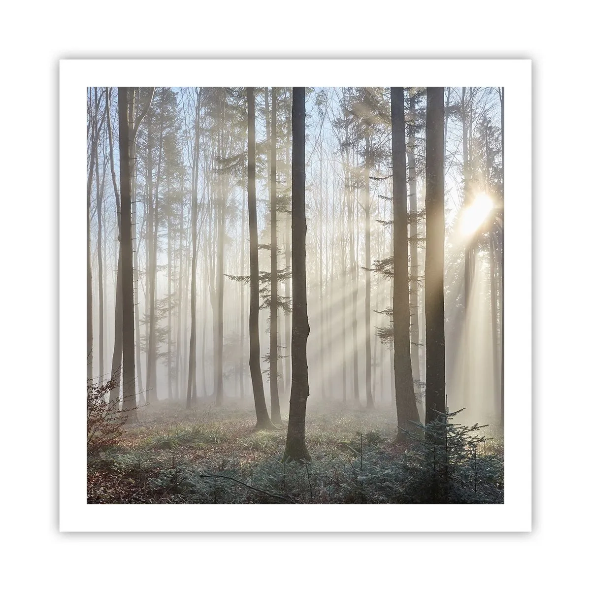 Poster - Anche la nebbia si è svegliata - 60x60 cm