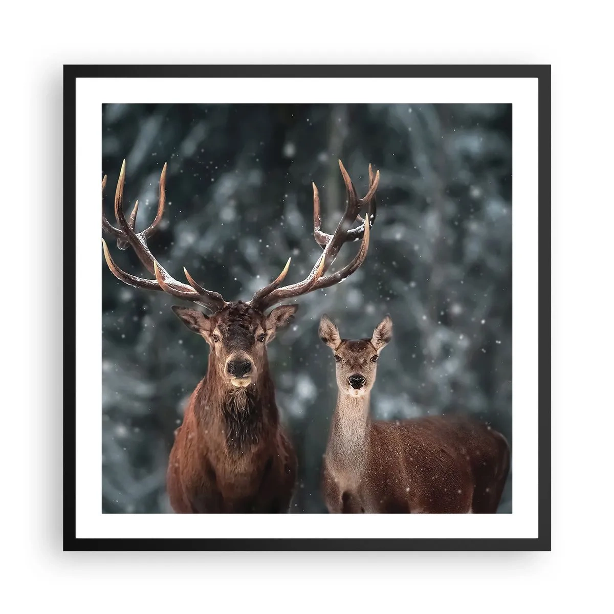 Poster in cornice nera - Il re della foresta con la consorte - 60x60 cm