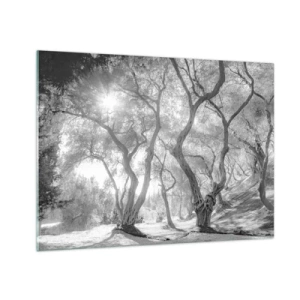 Quadro su vetro - Ulivi bianchi e neri alla luce del sole - 70x50cm - Nell'orto degli ulivi - Decorazione murale moderna per soggiorno e camera da letto ARTTOR