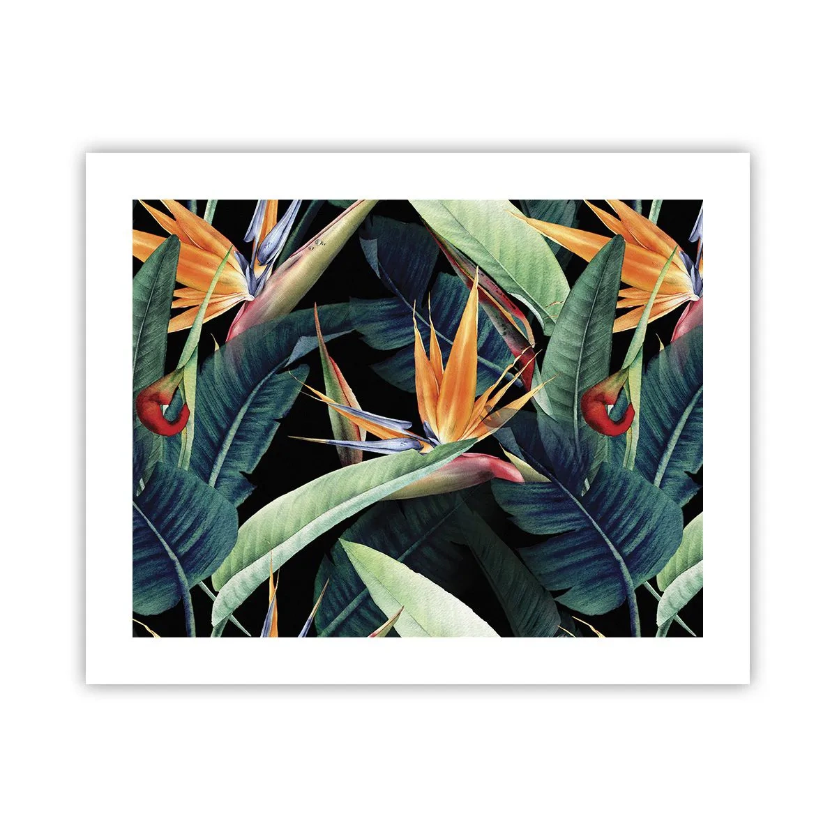 Poster - I fiori fiammeggianti dei tropici - 50x40 cm