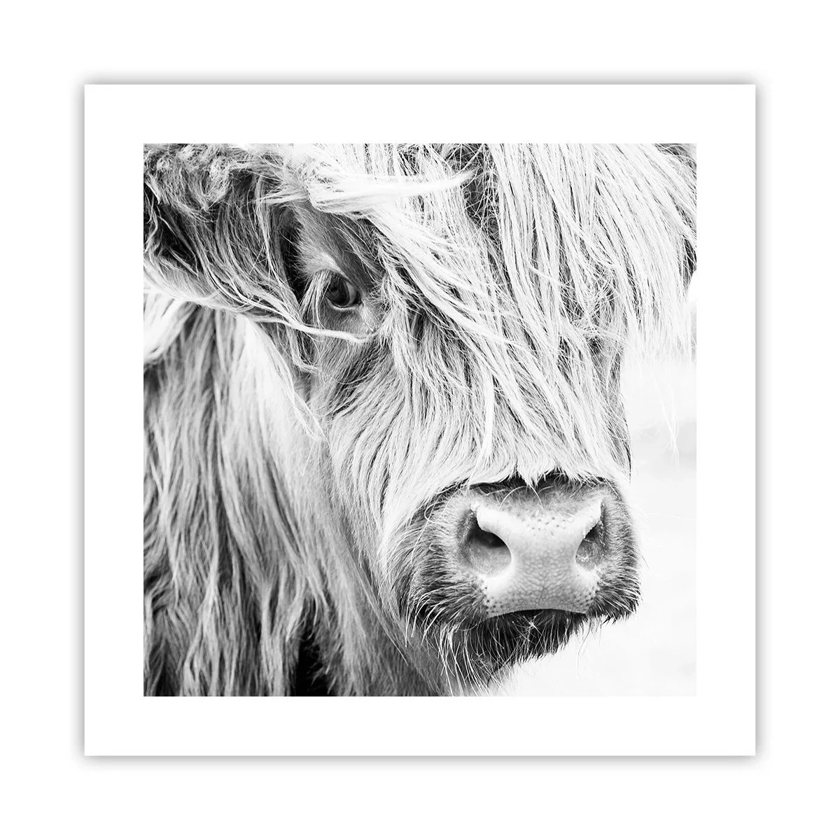 Poster - Selvaticità scozzese - 40x40 cm