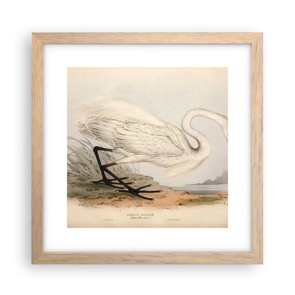 Poster in cornice rovere chiaro - La signora nel canneto - 30x30 cm