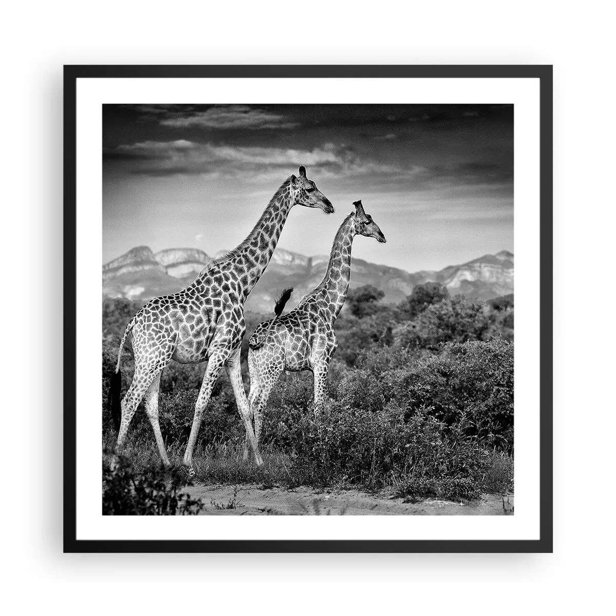 Poster in cornice nera - Alta classe in Africa - 60x60 cm