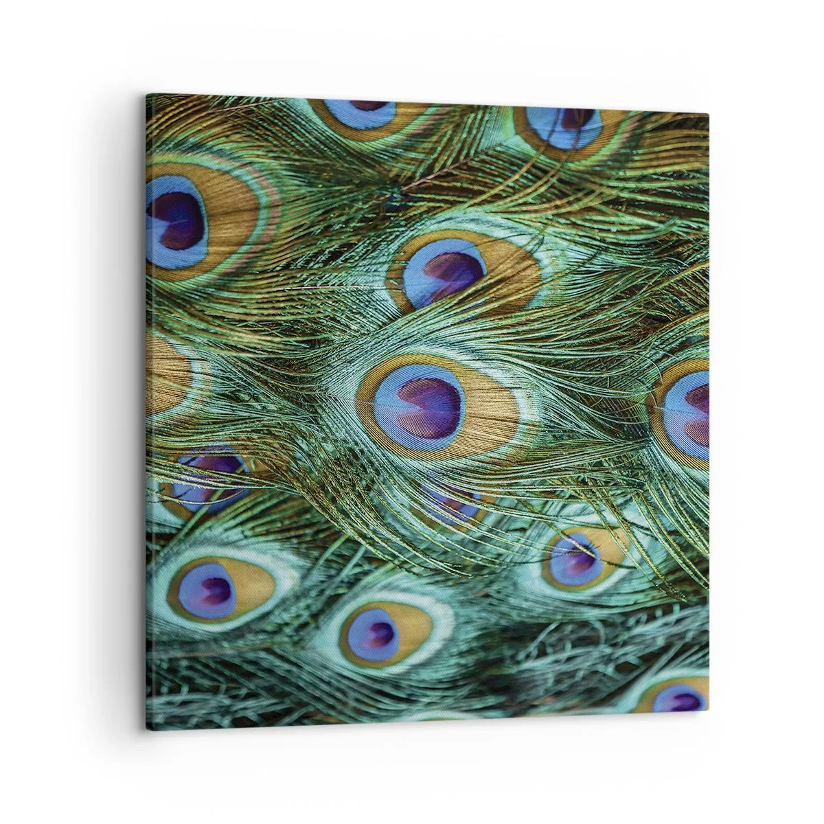 Quadro su tela - Stampe su Tela - Lo sguardo del pavone - 50x50 cm