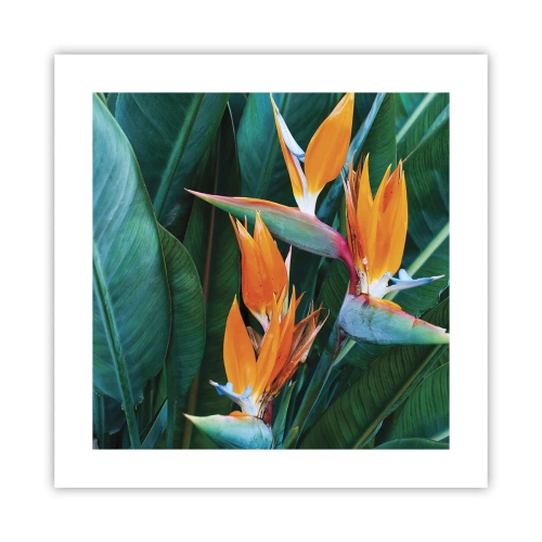 Poster - È un fiore o un uccello? - 40x40 cm