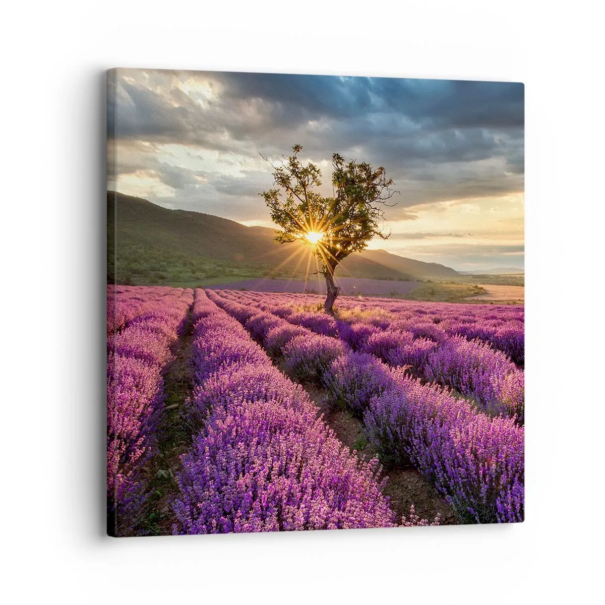 Quadro su tela - Stampe su Tela - Aroma di colore lilla - 30x30 cm