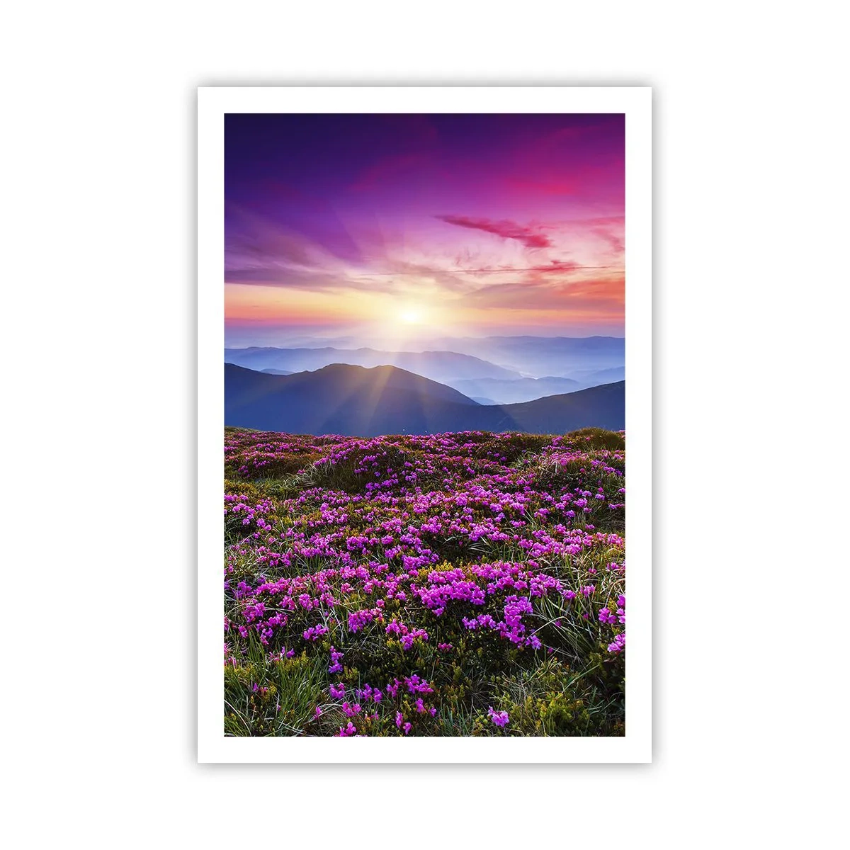 Poster - Il profumo dei fiori freschi del campo - 61x91 cm