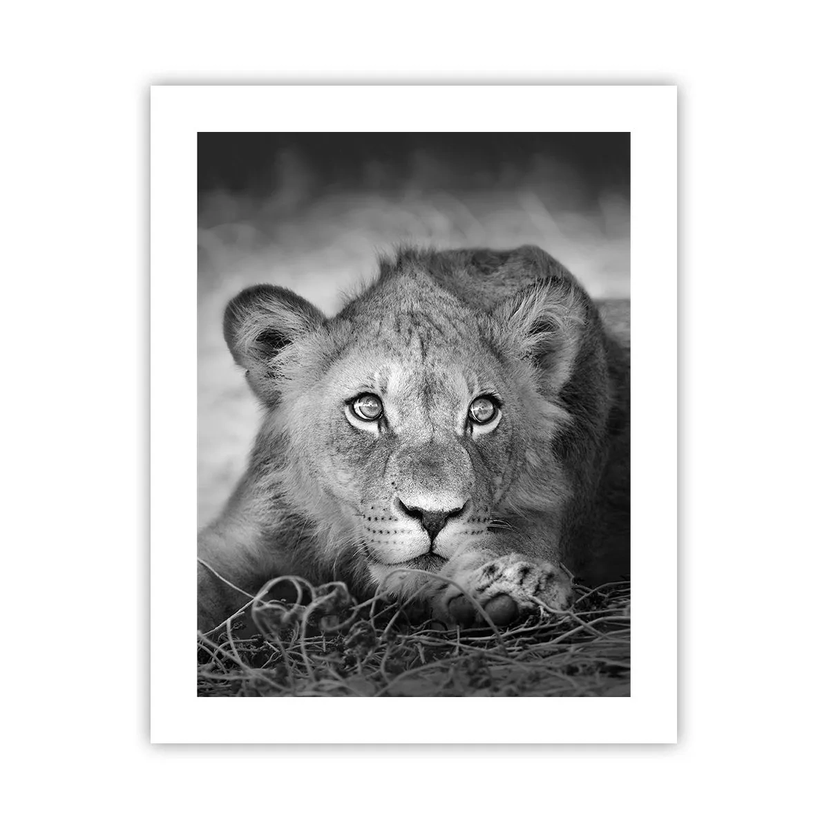 Poster - Cucciolo reale - 40x50 cm