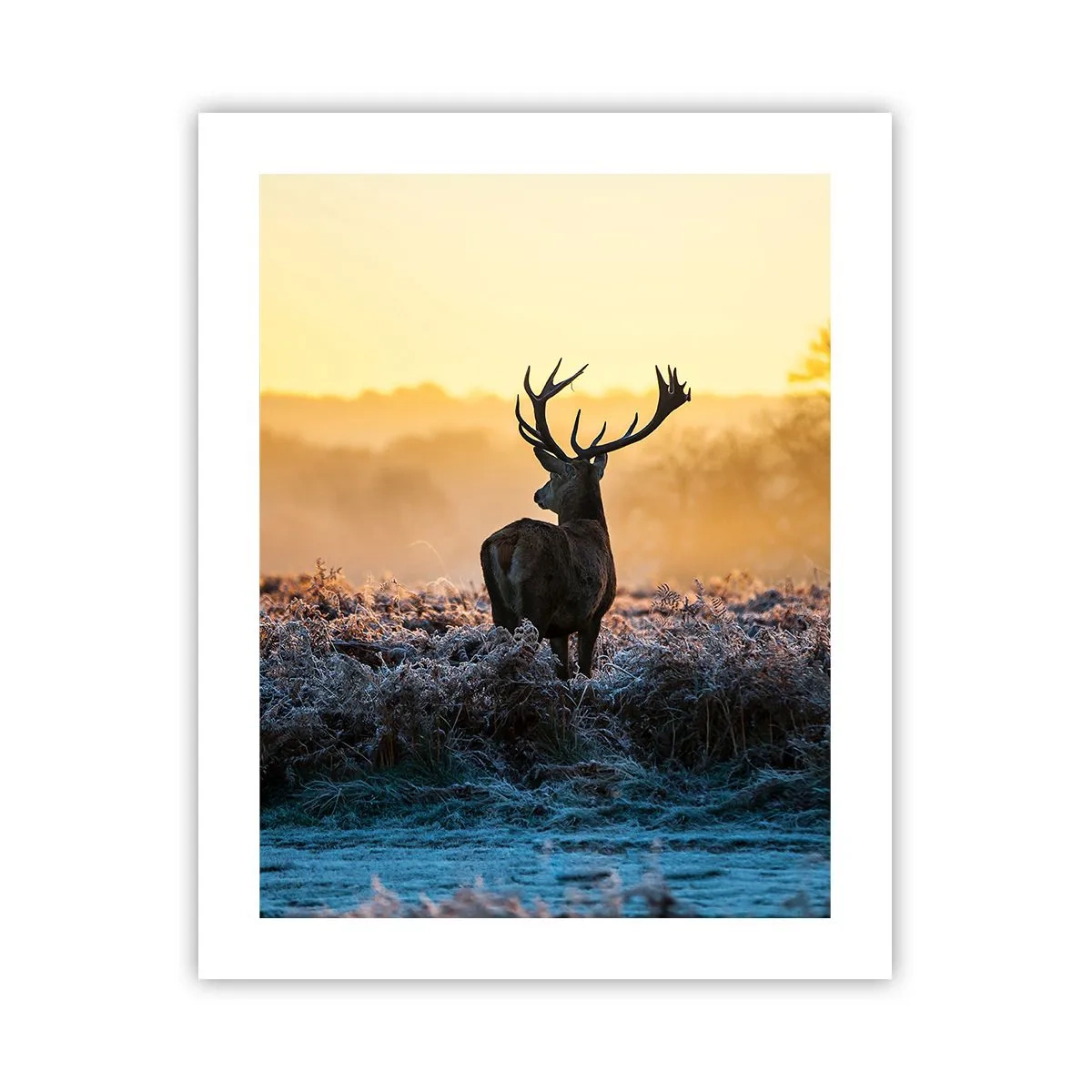 Poster - Incoronato nelle sue terre - 40x50 cm