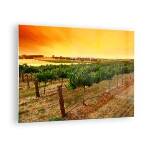 Quadro su vetro - Viti nella calda luce del sole al tramonto - 70x50cm - Ubriacarsi di sole - Decorazione murale moderna per soggiorno e camera da letto ARTTOR