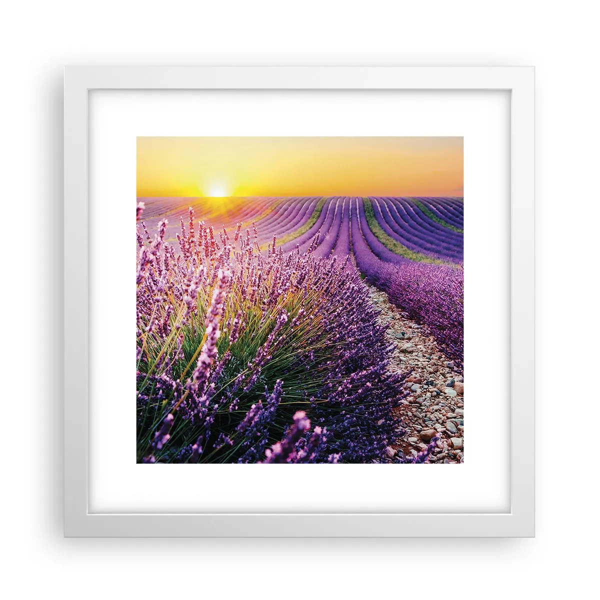 Poster in cornice bianca - Campo profumato - 30x30 cm