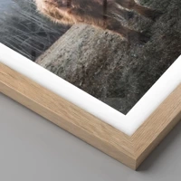 Rovere chiaro