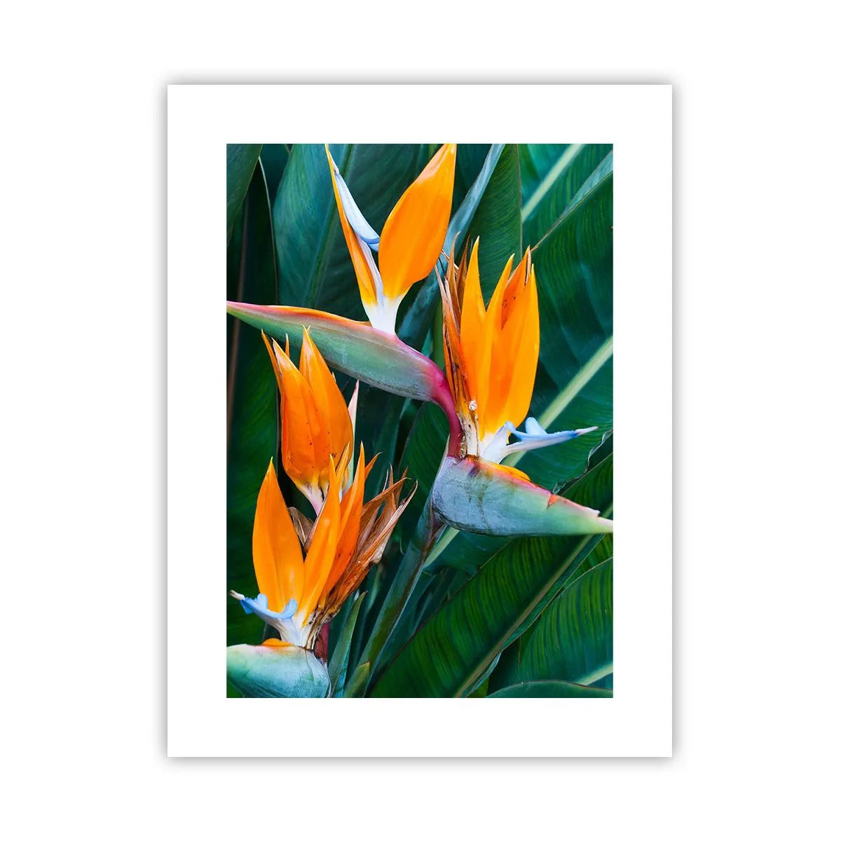 Poster - È un fiore o un uccello? - 30x40 cm