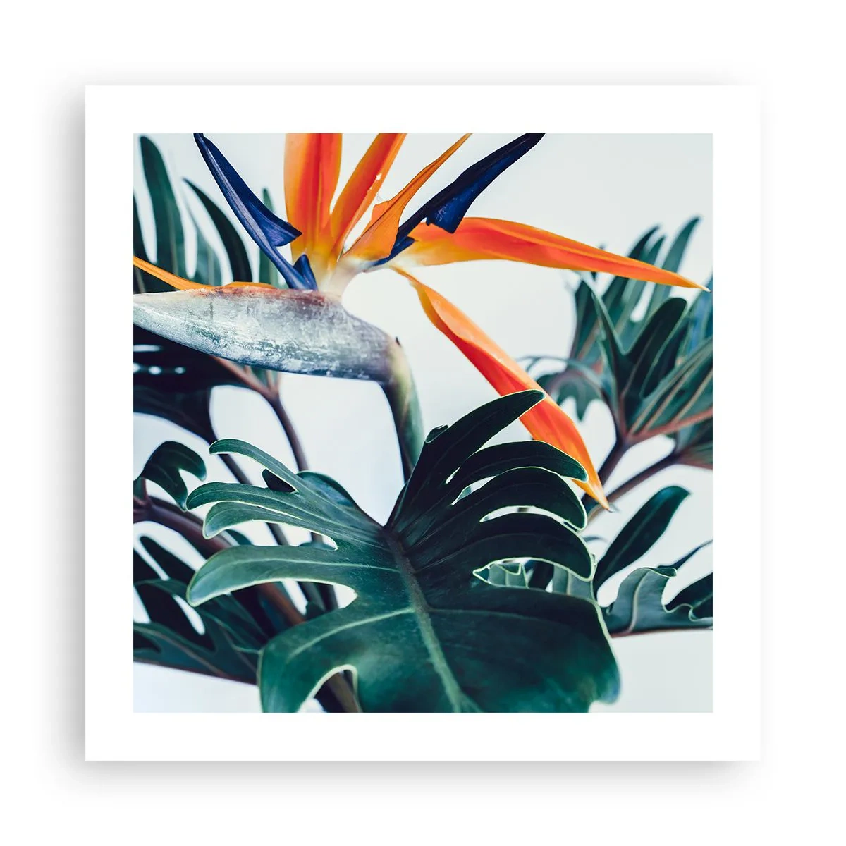 Poster - Pianta uccello - 50x50 cm