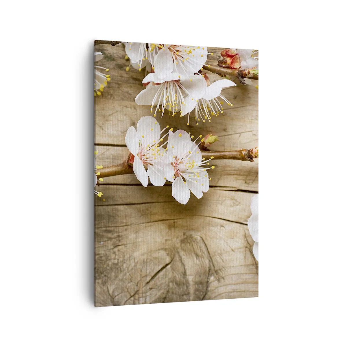 Quadro su tela - Stampe su Tela - Rami di ciliegi in fiore su uno sfondo di tavola di legno - 70x100cm - Ed è giunta la primavera - Decorazione murale moderna per soggiorno e camera da letto ARTTOR
