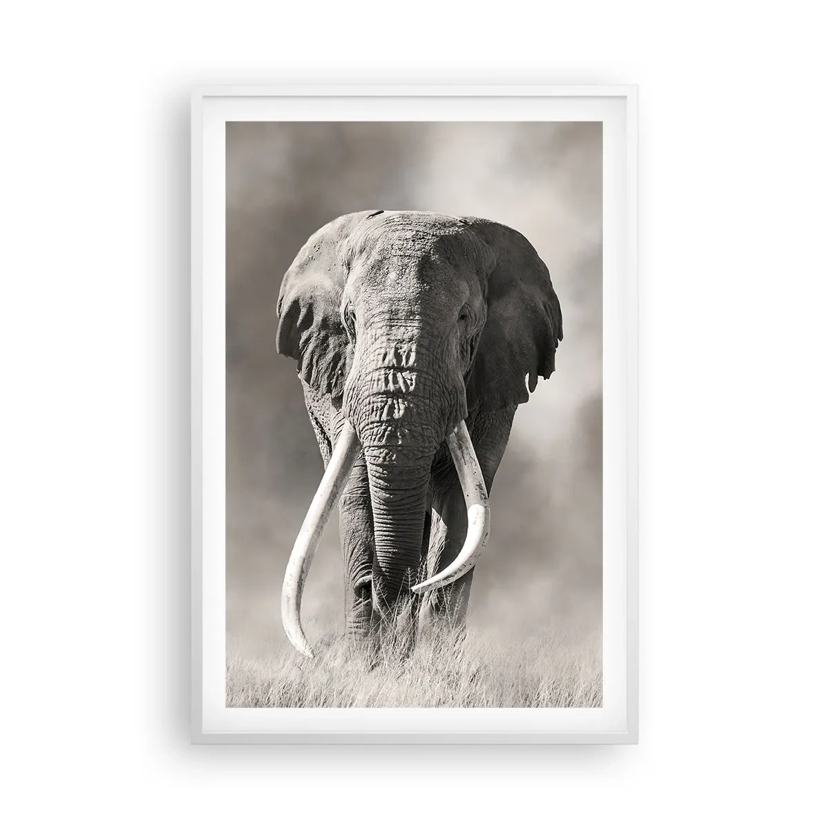 Poster in cornice bianca - Patriarca africano - 61x91 cm