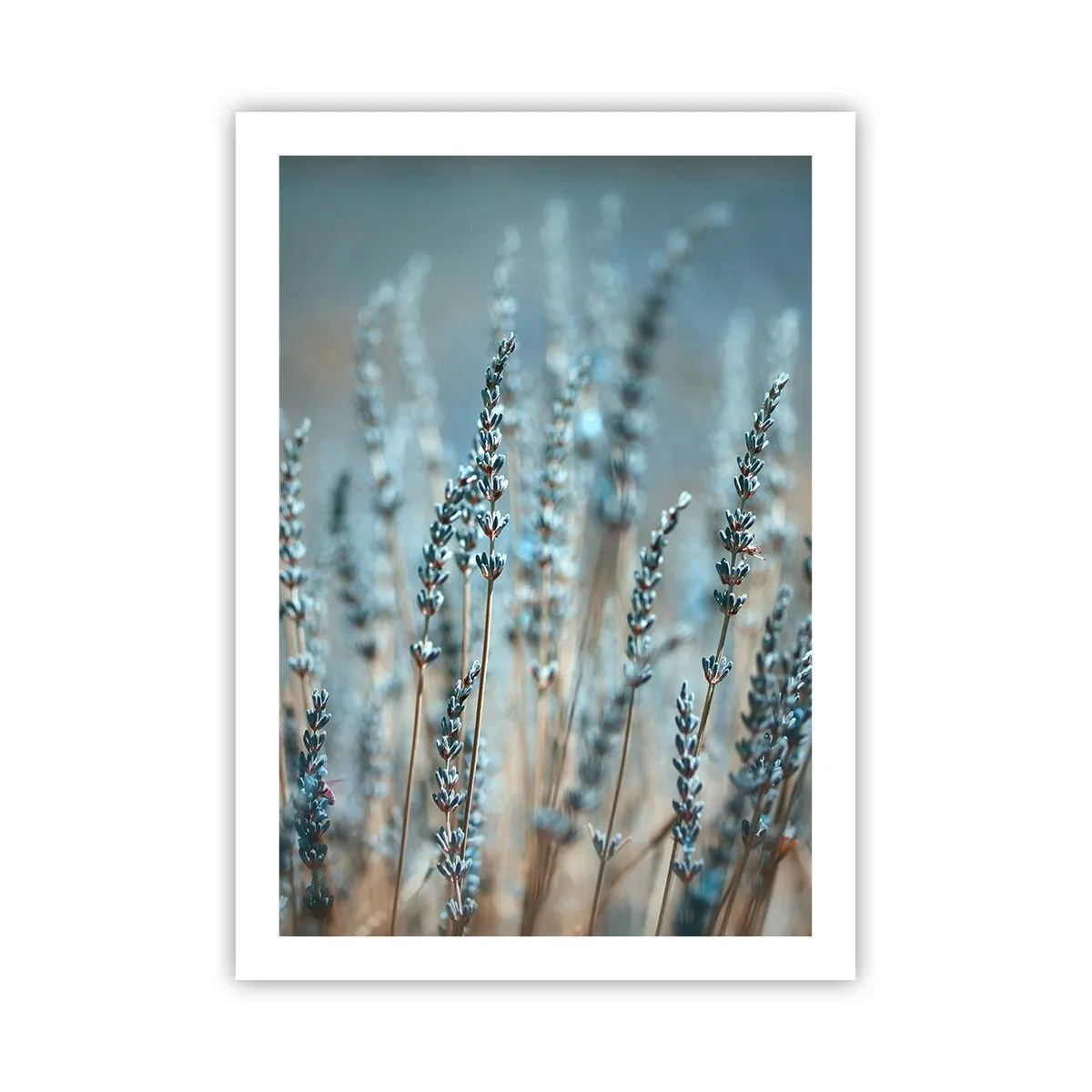 Poster - Delicati fiori di lavanda su uno sfondo pastello - 50x70cm - Campo profumato - Decorazione murale moderna per soggiorno e camera da letto ARTTOR