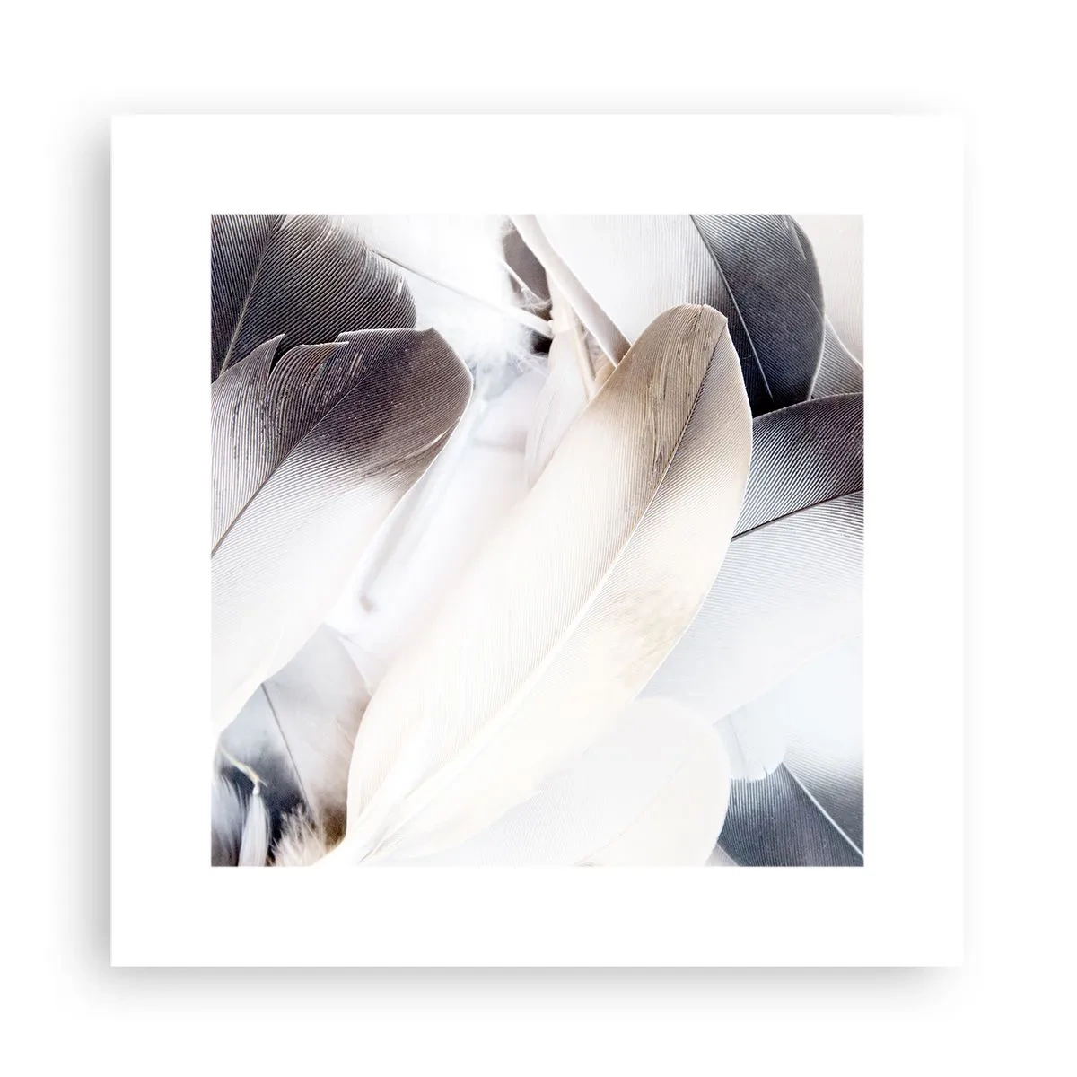 Poster - Quasi angeliche - 30x30 cm