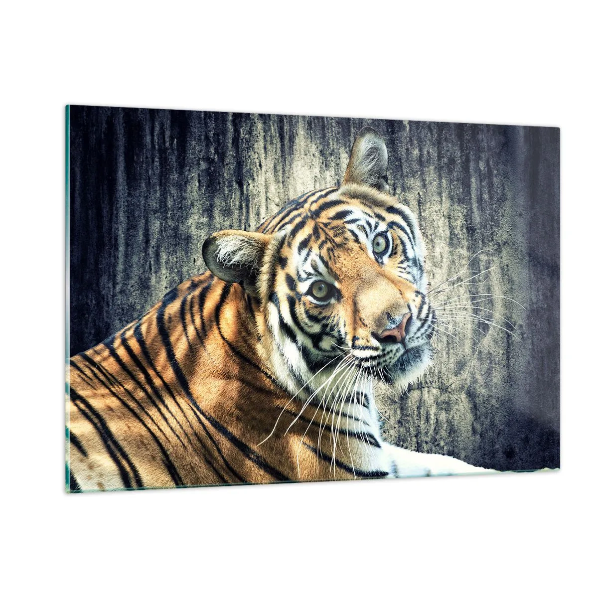 Quadro su vetro - Una tigre in posa naturale contro un muro grezzo - 120x80cm - Ritratto nei flussi di luce - Decorazione murale moderna per soggiorno e camera da letto ARTTOR