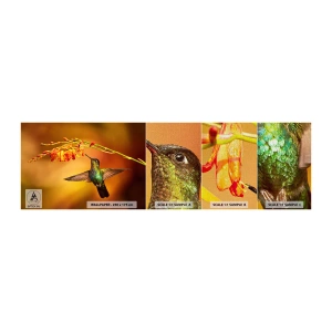 Campione di Fotomurale Premium Canvas - Messaggero di luce secondo i Maya - Colibrì, Uccello, Natura - 100x30 cm