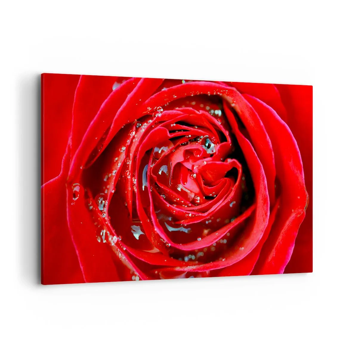 Quadro su tela - Stampe su Tela - Primo piano di una rosa rossa con gocce d'acqua sui petali - 120x80cm - Nelle gocce della rugiada - Decorazione murale moderna per soggiorno e camera da letto ARTTOR
