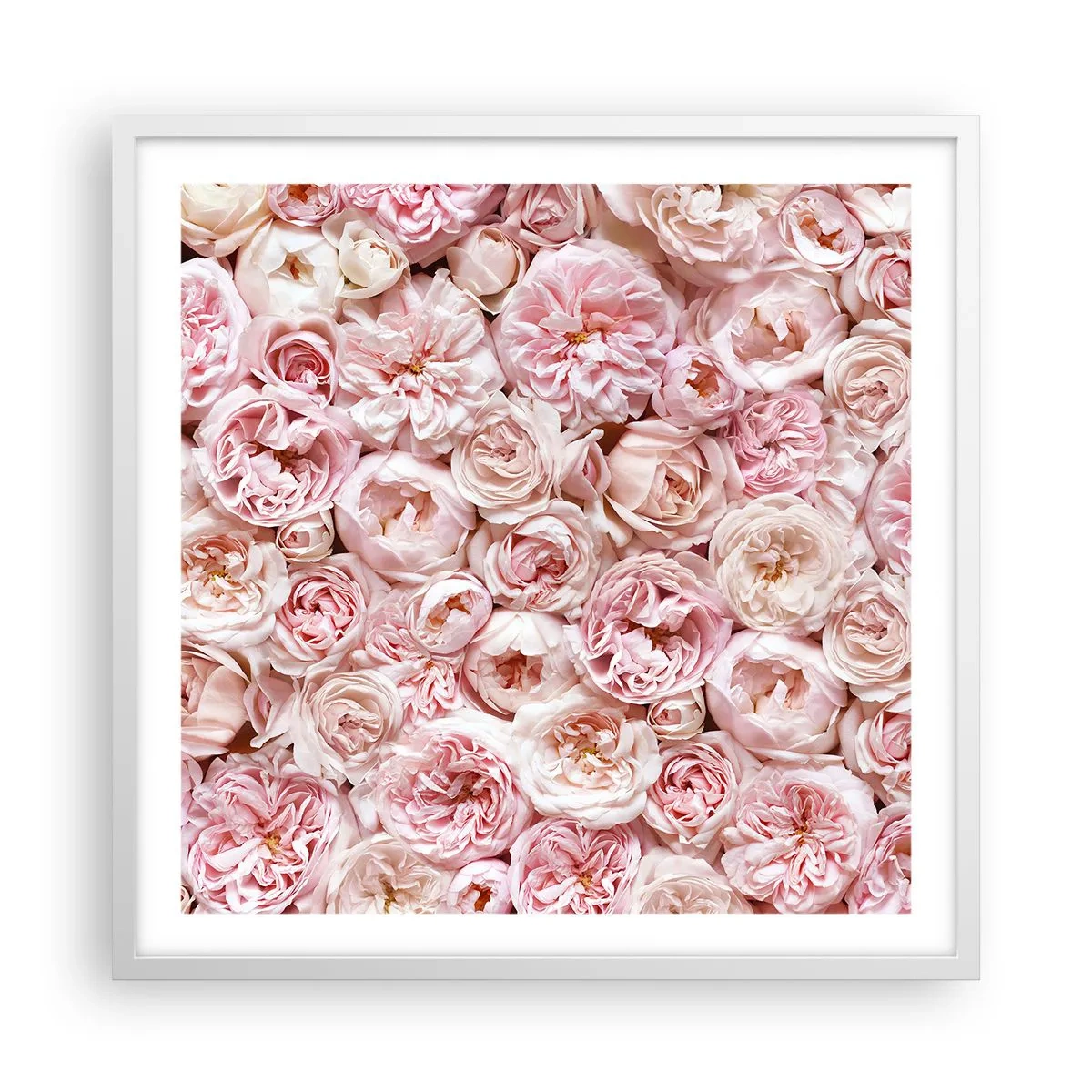 Poster in cornice bianca - Coperto di rose - 60x60 cm