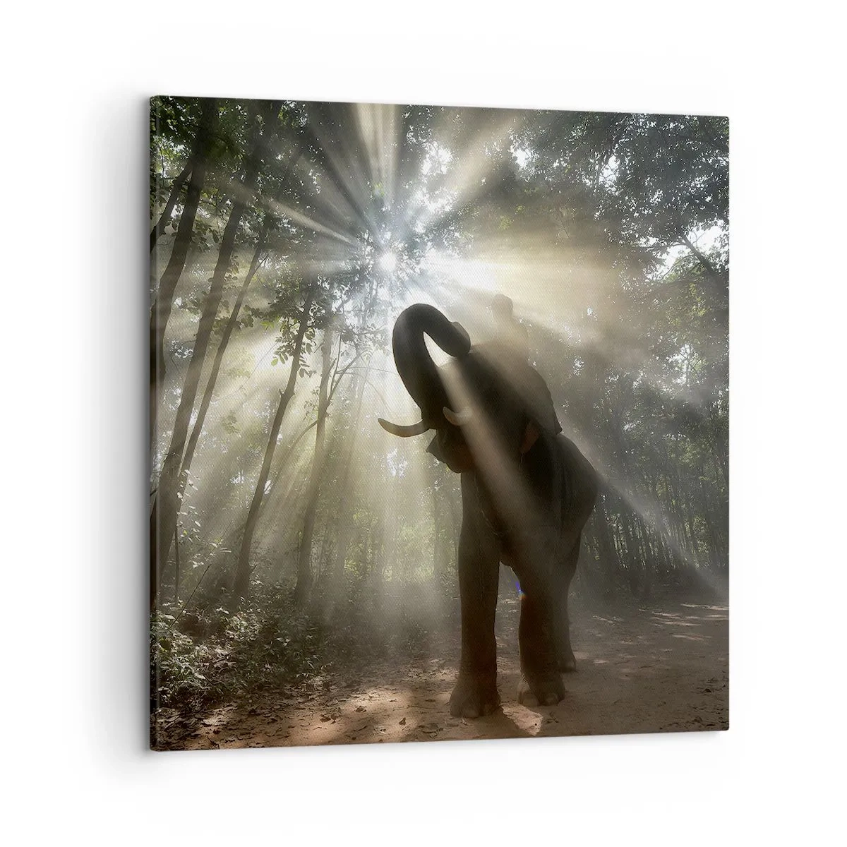 Quadro su tela - Stampe su Tela - Sotto una stella fortunata - 50x50 cm