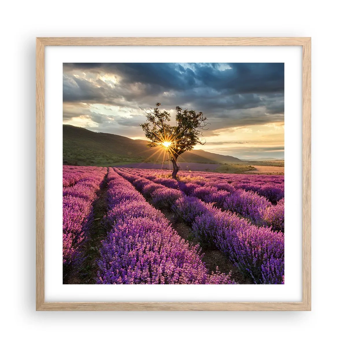 Poster in cornice rovere chiaro - Aroma di colore lilla - 50x50 cm