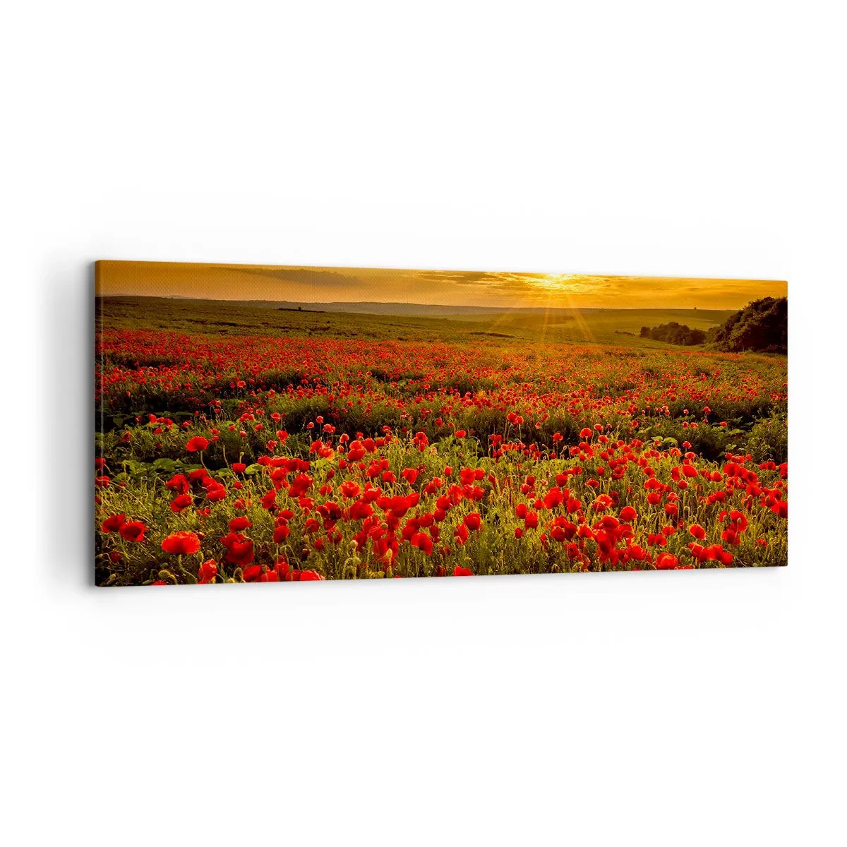 Quadro su tela - Stampe su Tela - Un campo di papaveri rossi al chiarore del sole al tramonto - 120x50cm - Tra il fruscio delle erbe, in un'esplosione di fiori - Decorazione murale moderna per soggiorno e camera da letto ARTTOR