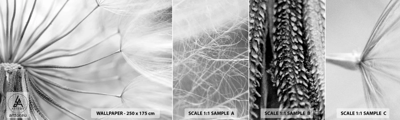 Campione Di Fotomurale Standard Eco - Denti di leone, aquiloni - Minimalismo, Delicato, Fiore - 100x30 cm