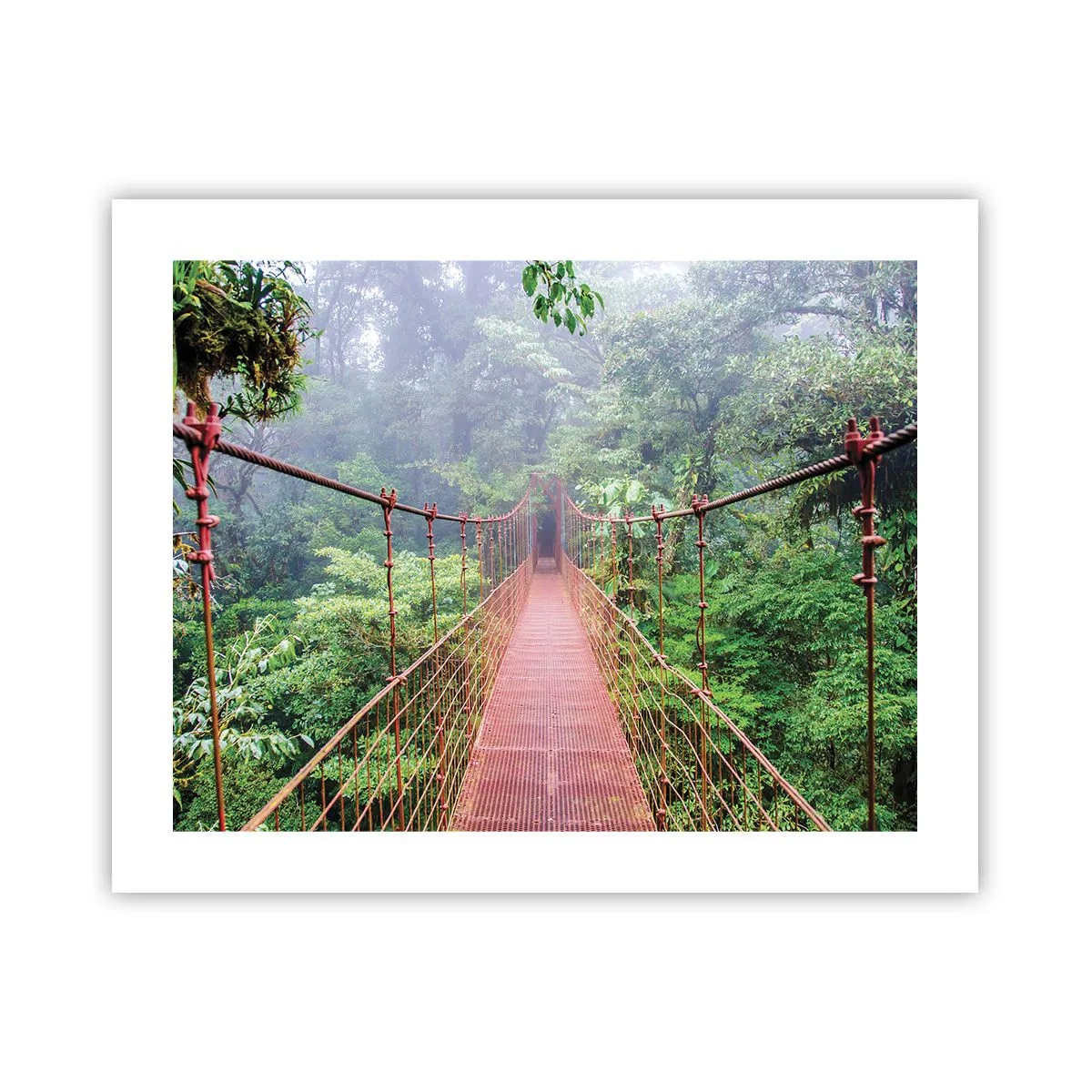 Poster - Sospeso sopra gli alberi - 50x40 cm