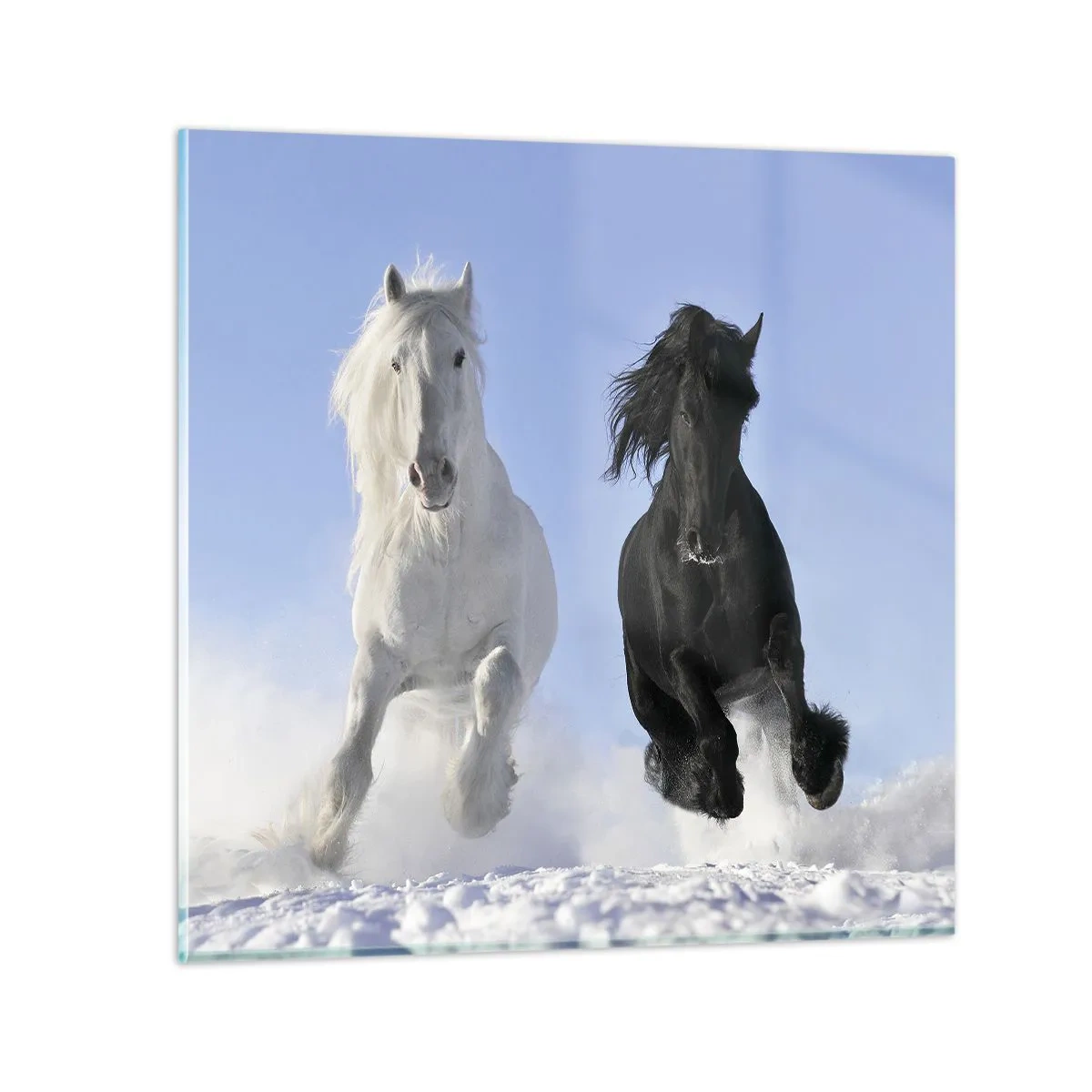 Quadro su vetro - Galoppo in bianco e nero - 70x70 cm