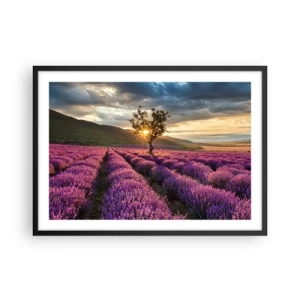 Poster in cornice nera - Un campo di lavanda con un albero solitario al tramonto - 70x50cm - Aroma di colore lilla - Decorazione murale moderna per soggiorno e camera da letto ARTTOR