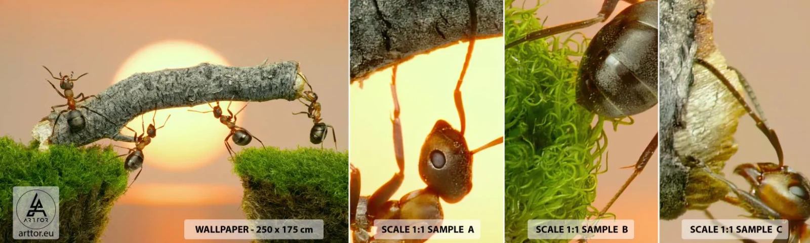 Campione di Fotomurale Adesivo Deluxe Sticker - Gioioso lavoro comune - Natura, Formiche, Tramonto - 100x30 cm