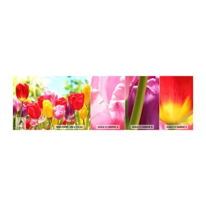 Campione Di Fotomurale Standard Eco - Eccoci, i colori di maggio! - Fiori, Tulipani, Giardino - 100x30 cm