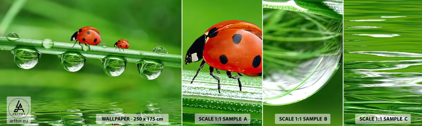 Campione Di Fotomurale Standard Eco - In cammino per tutta l'estate - Coccinella, Una goccia d'acqua, Natura - 100x30 cm