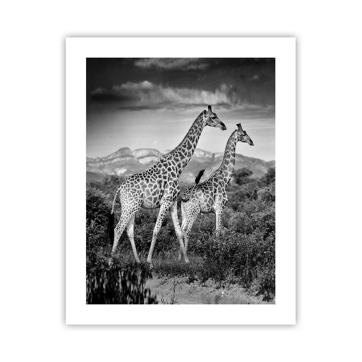 Poster - Alta classe in Africa - 40x50 cm