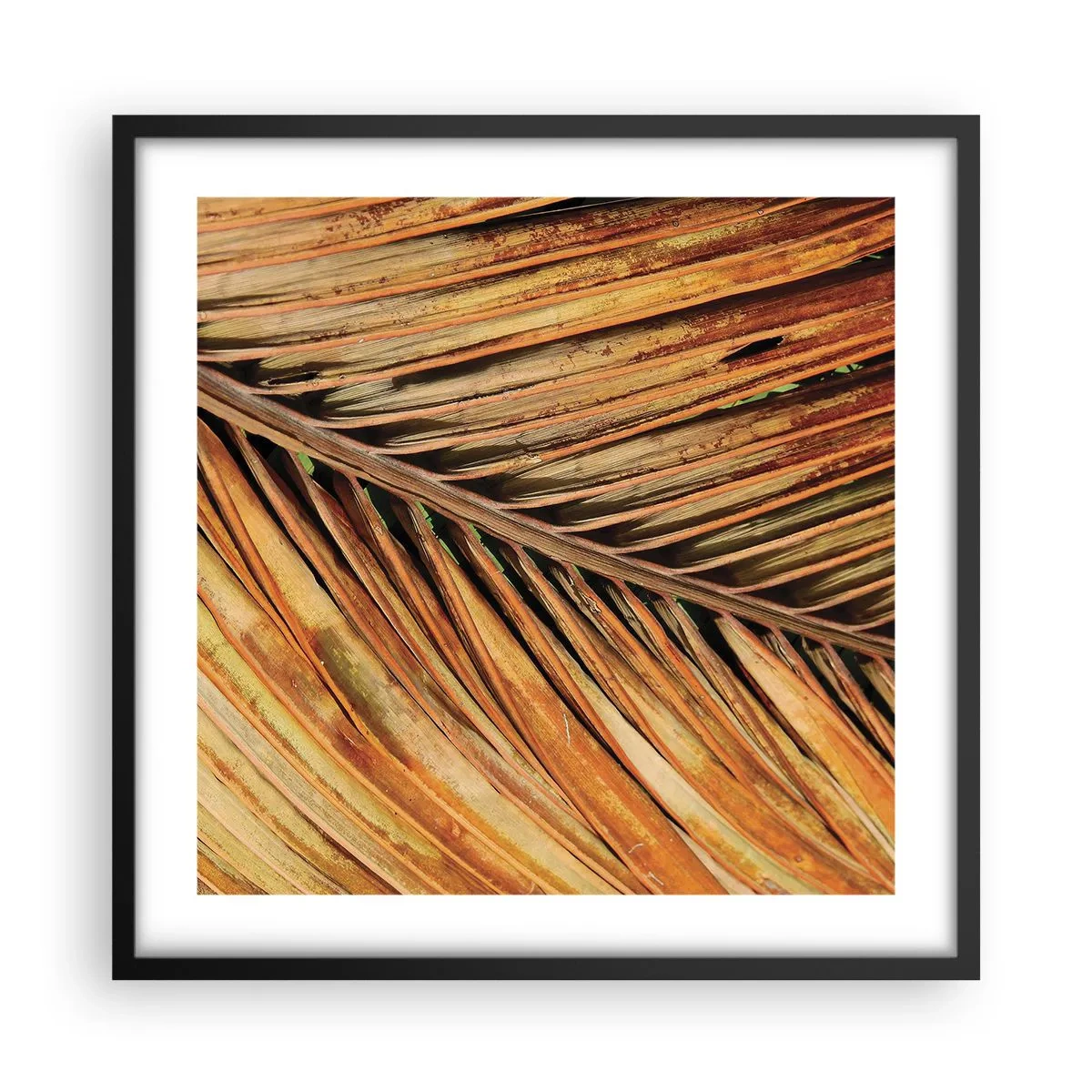 Poster in cornice nera - Oro di cocco - 50x50 cm