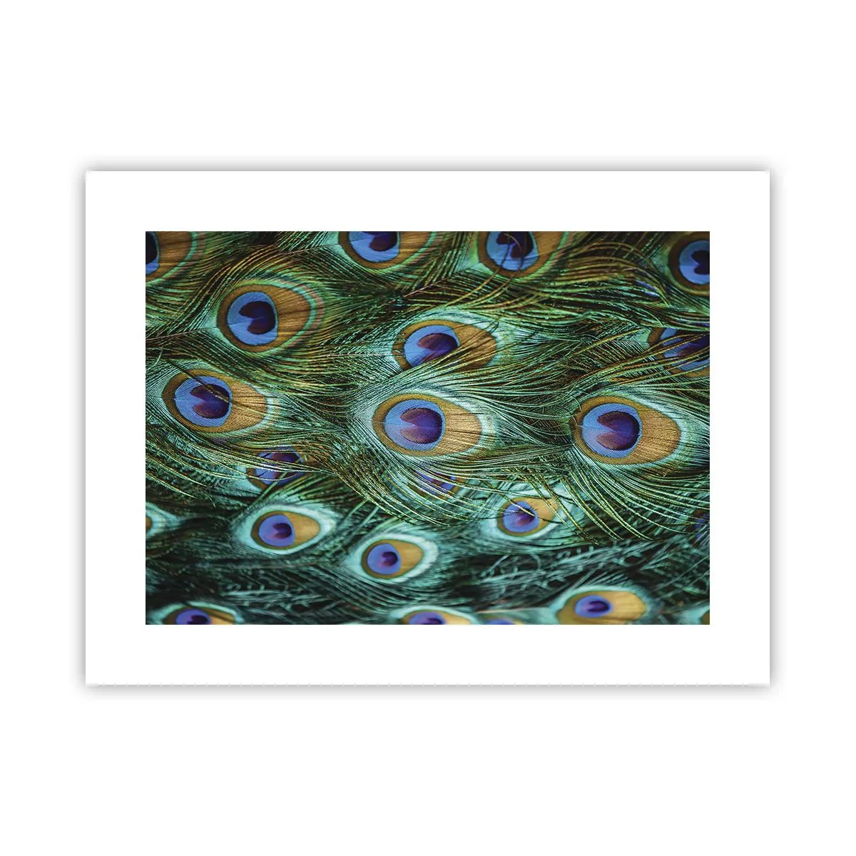 Poster - Lo sguardo del pavone - 40x30 cm
