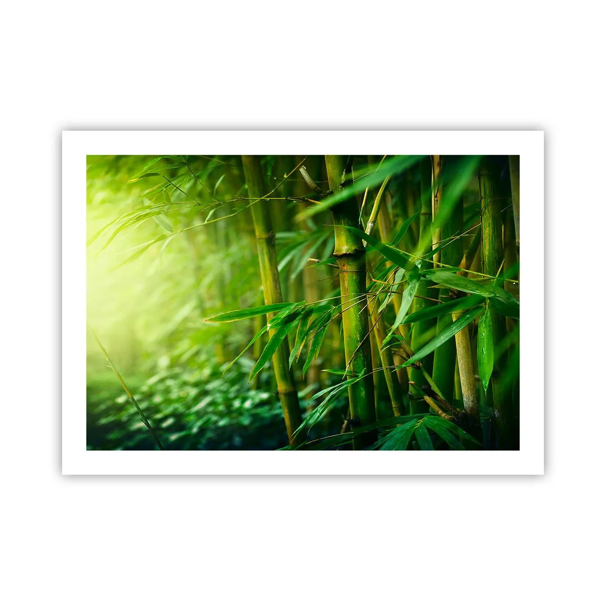 Poster - Conoscere il verde in sé - 70x50 cm