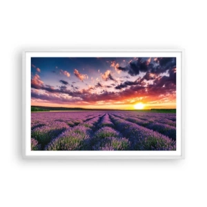 Poster in cornice bianca - Il mondo della lavanda - 91x61 cm