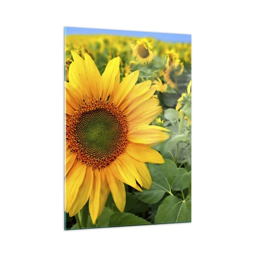 Quadro su vetro - Un campo di girasoli in piena fioritura sotto un cielo azzurro - 50x70cm - Centinaia di soli ardono - Decorazione murale moderna per soggiorno e camera da letto ARTTOR