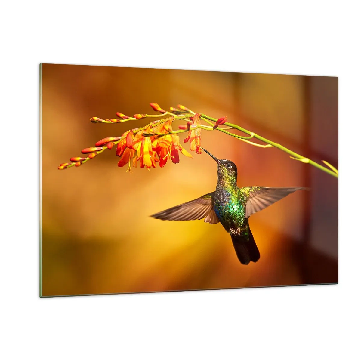 Quadro su vetro - Colibrì tra i fiori in un bagliore dorato - 120x80cm - Messaggero di luce secondo i Maya - Decorazione murale moderna per soggiorno e camera da letto ARTTOR