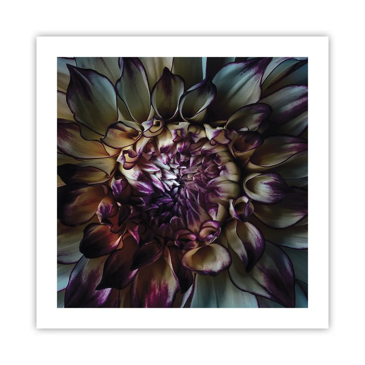 Poster - Il rigoglio della giovinezza - 50x50 cm