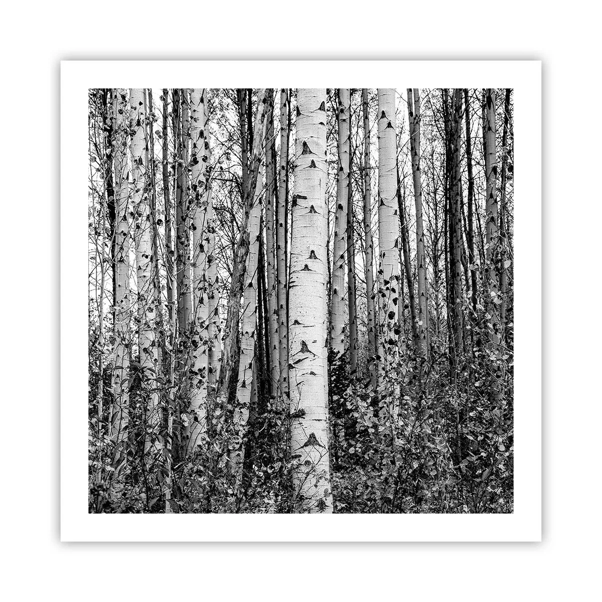 Poster - Colonnato di betulle - 60x60 cm