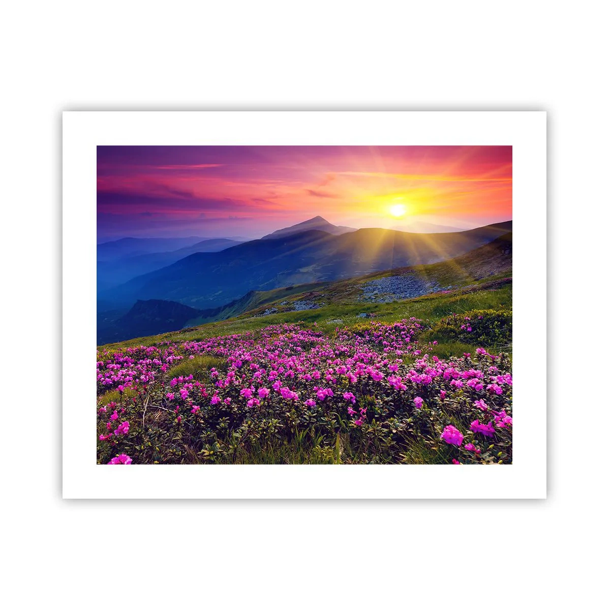 Poster - Odore di mugo e profumo di erbe - 50x40 cm