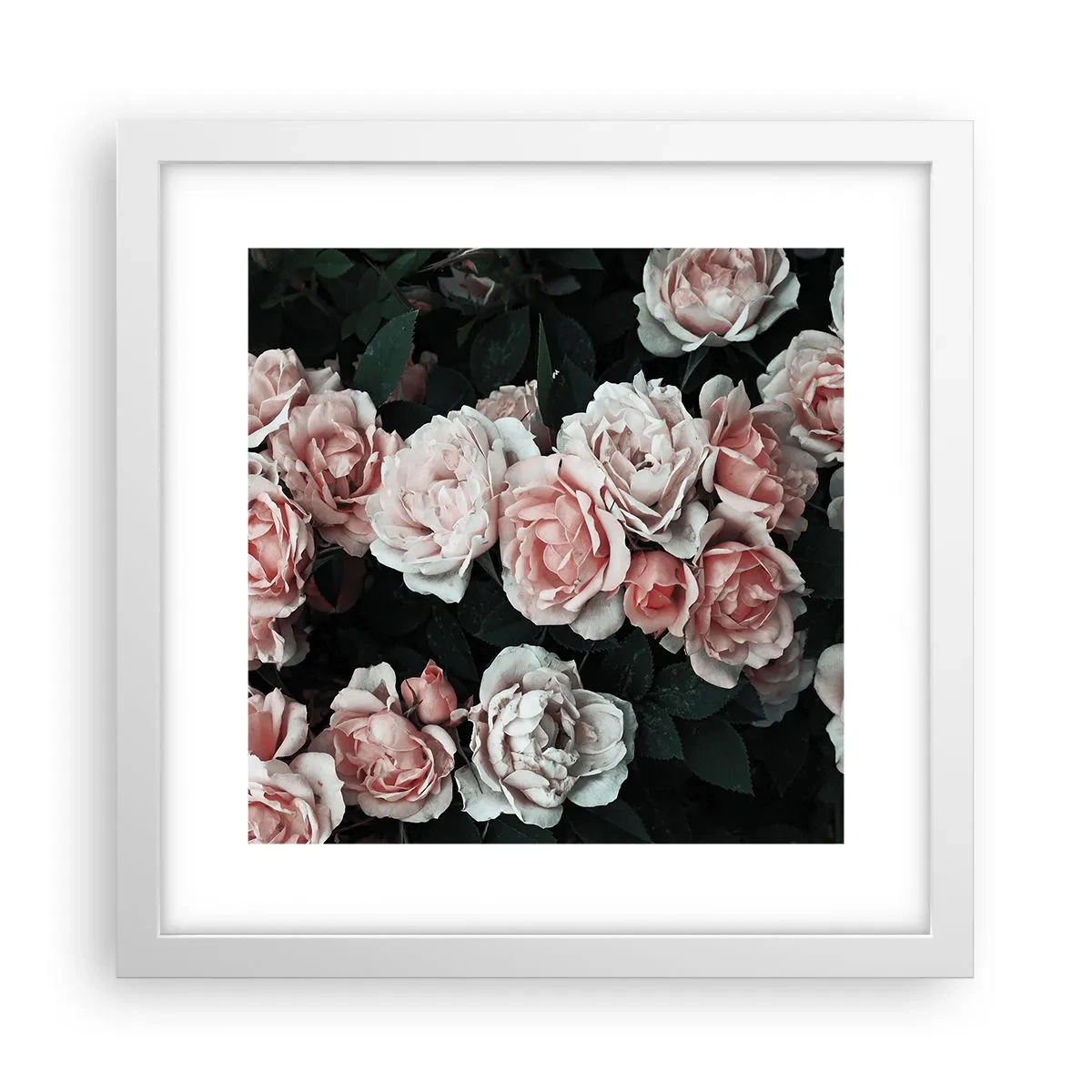 Poster in cornice bianca - Composizione di rose - 30x30 cm