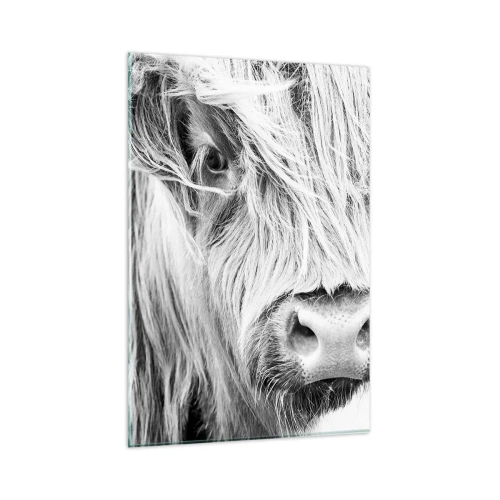 Quadro su vetro - Ritratto di una mucca scozzese in bianco e nero - 80x120cm - Selvaticità scozzese - Decorazione murale moderna per soggiorno e camera da letto ARTTOR