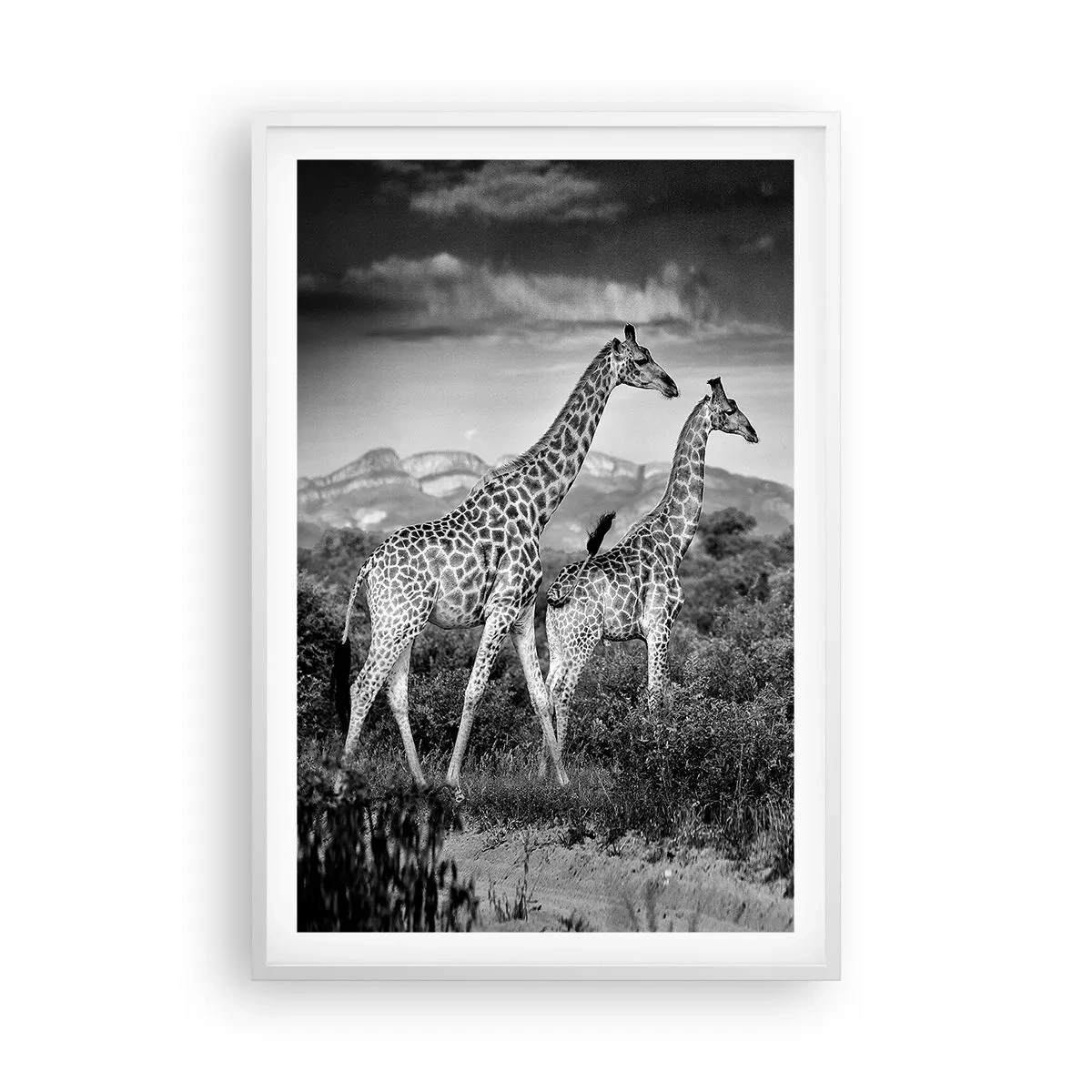 Poster in cornice bianca - Alta classe in Africa - 61x91 cm